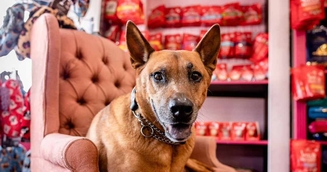 Brown, mixed-breed dog on a pink chair in a local pet supply store