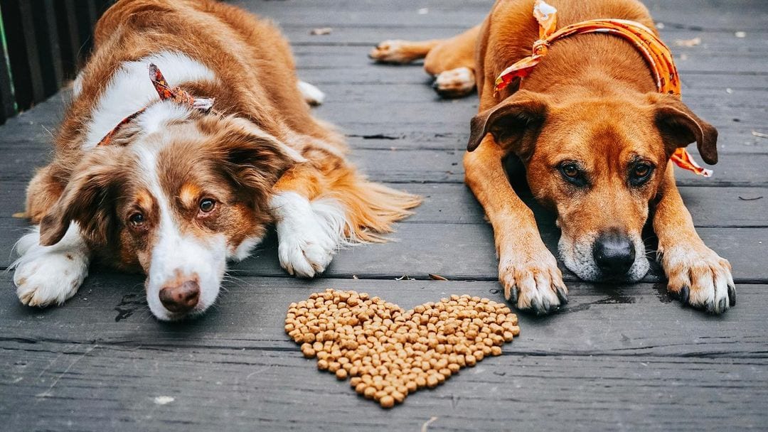 two dogs laying with pile of kibble in the shape of a heart