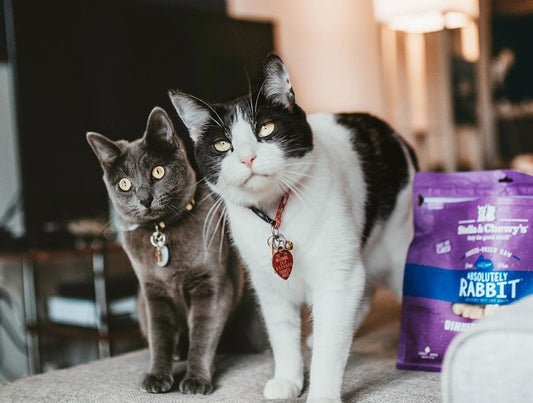 Two cats with a bag of dinner morsels