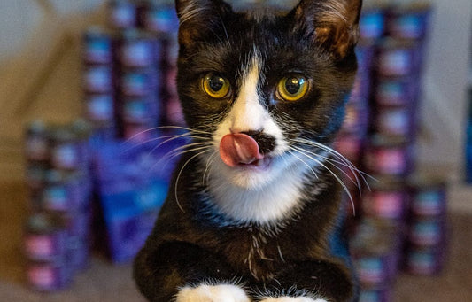 black and white kitten