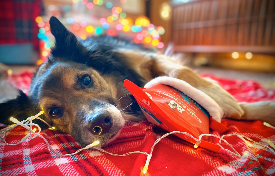 Celebrating the Holidays with Dogs and Cats