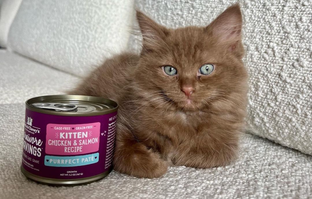 brown kitten with wet kitten food