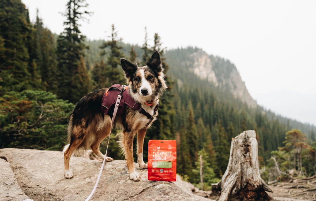 border collie hiking