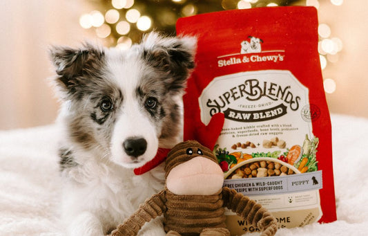 border collie puppy for christmas