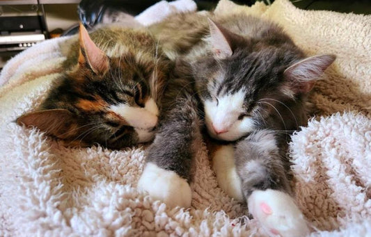 sleepy kittens