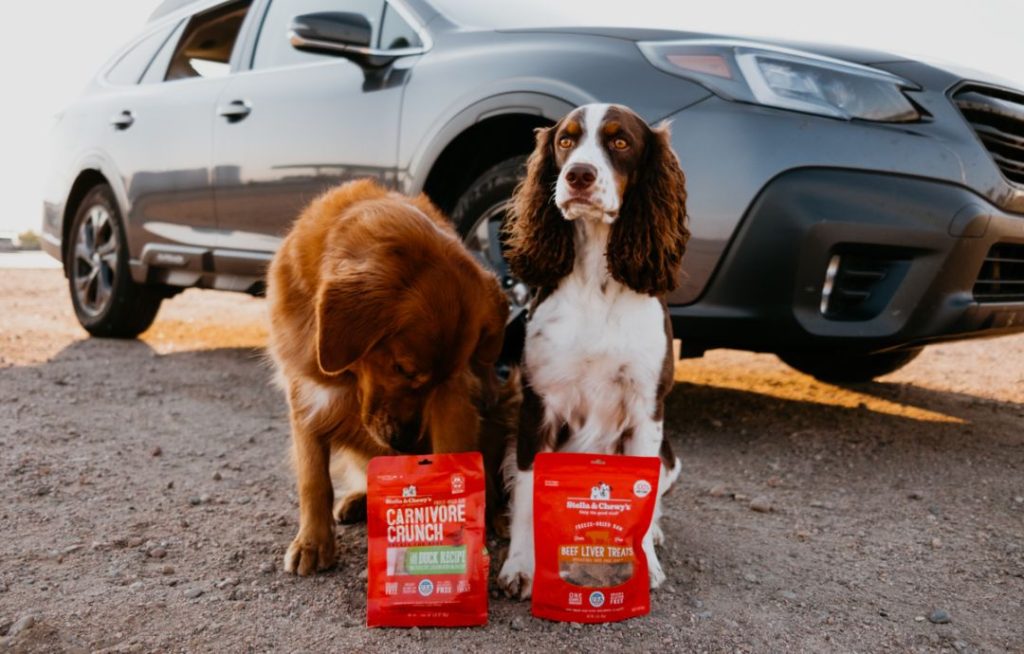 two dogs traveling by car