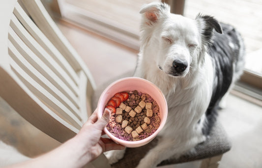 Bowl Building For Dogs