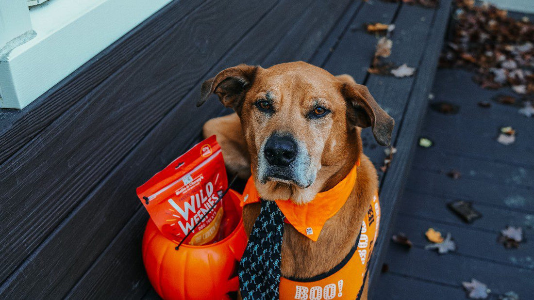 dog in costume with bag of wild weenies in plastic pumpkin