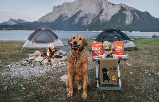 golden retriever camping