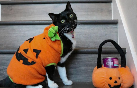 Cat Safety on Halloween