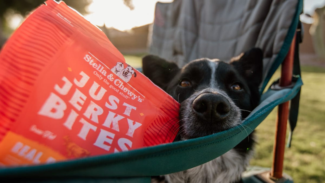 dog on a camping chair with bag of just jerky bites