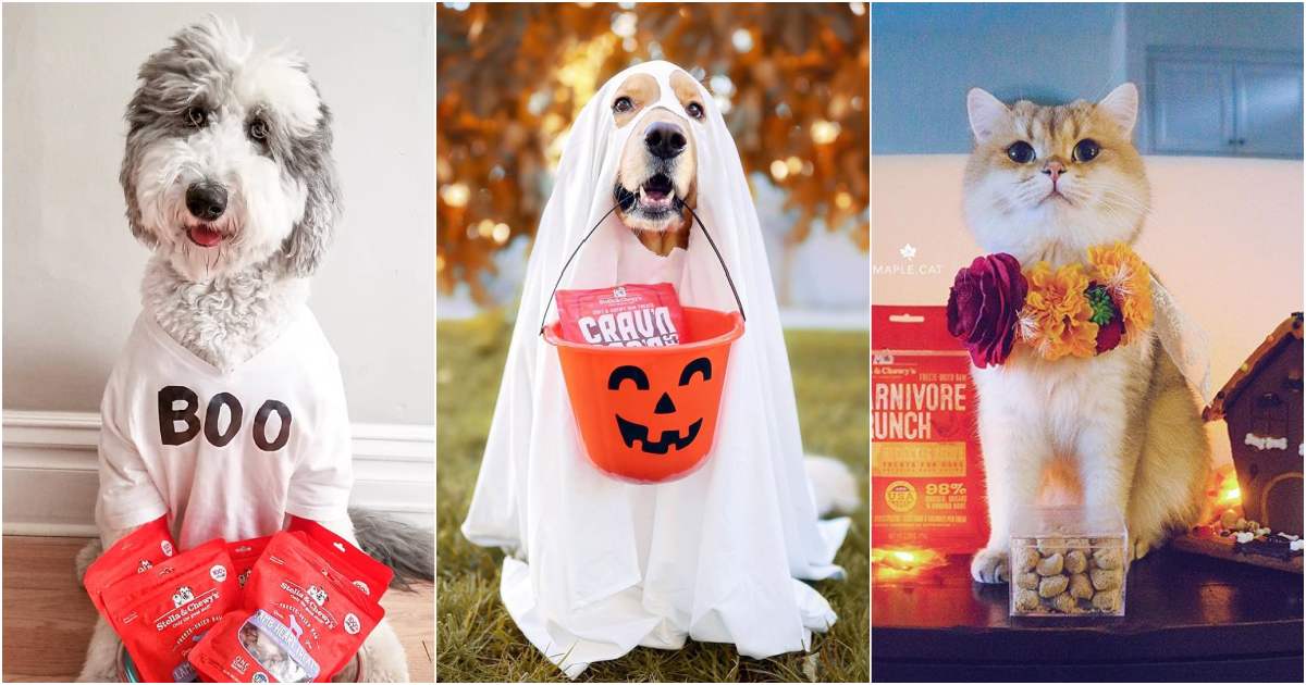 DIY Halloween Costumes for Dogs Cats Stella Chewy s Stella Chewy s