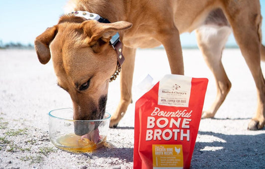 dog eating bone broth