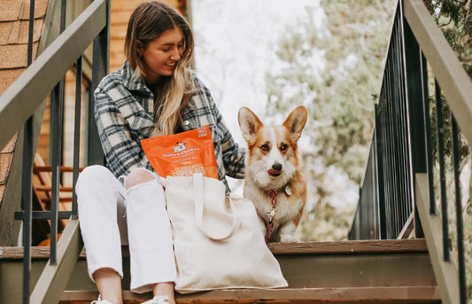 corgi with corgi mom