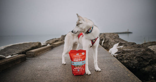 husky standing