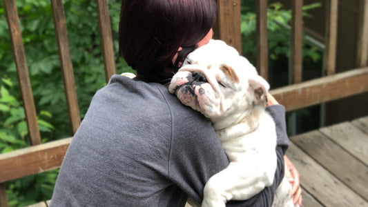 white bulldog hugging woman