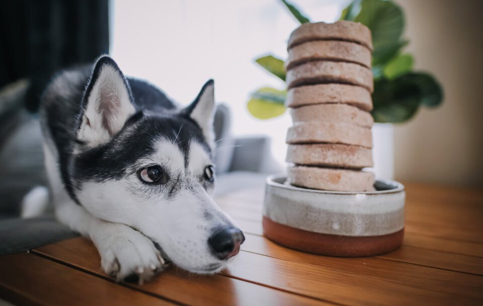 A husky staring longingly at a stack of frozen raw dinner patties in a bowl