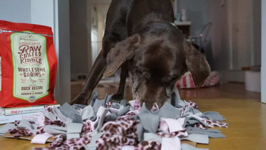 chocolate lab searching for treats