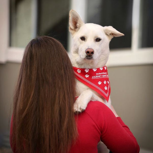 white dog with one ear down being held by woman in red shirt