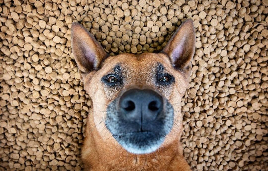 dog in kibble