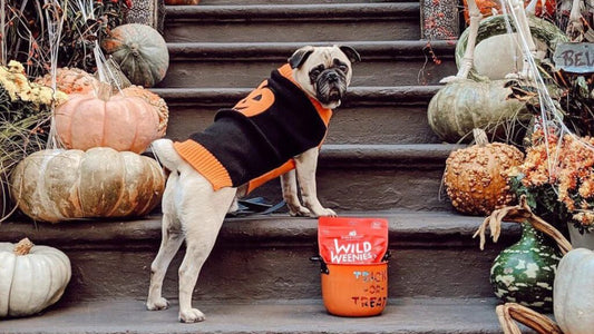 pug in halloween sweater