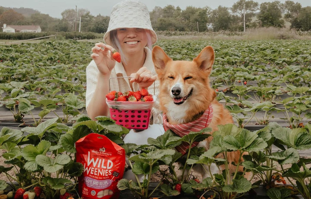 Can dogs have strawberries?