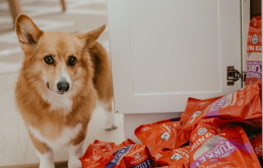 Rotating Proteins in Your Dog's Food