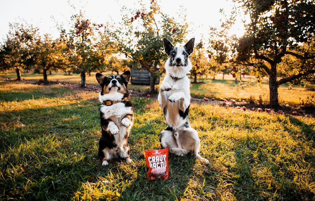 Why do dogs eat grass?