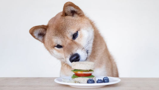 shiba inu examining sandwich