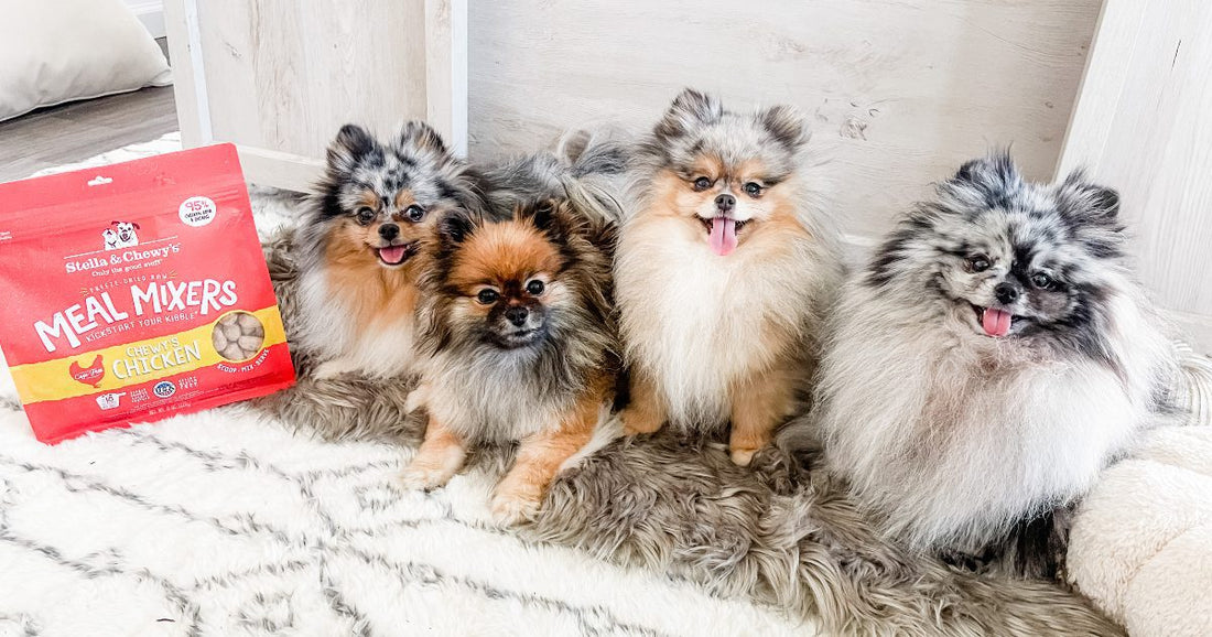 four Pomeranians with bag of meal mixers