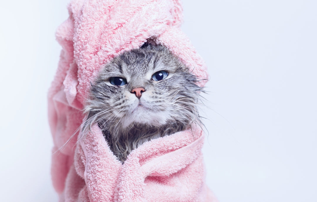 Giving your cat a bath