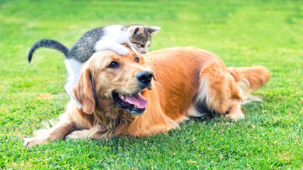 dog and cat playing in the grass