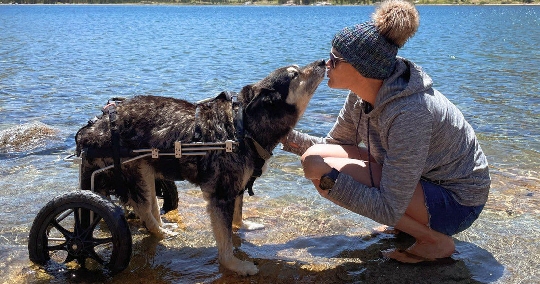 pup in wheelchair giving kisses to owner