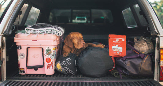 vizsla snoozing in the trunk after camping