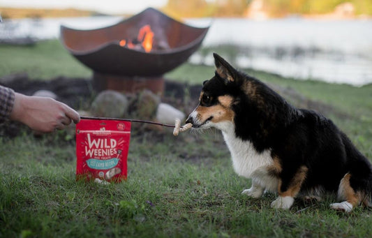 Pet Fire Safety