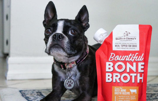 bone broth boston terrier