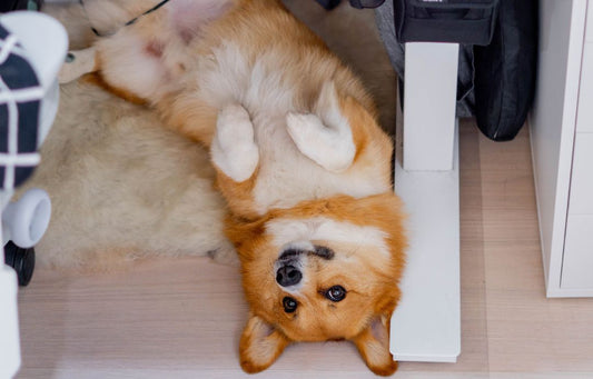 corgi under a desk