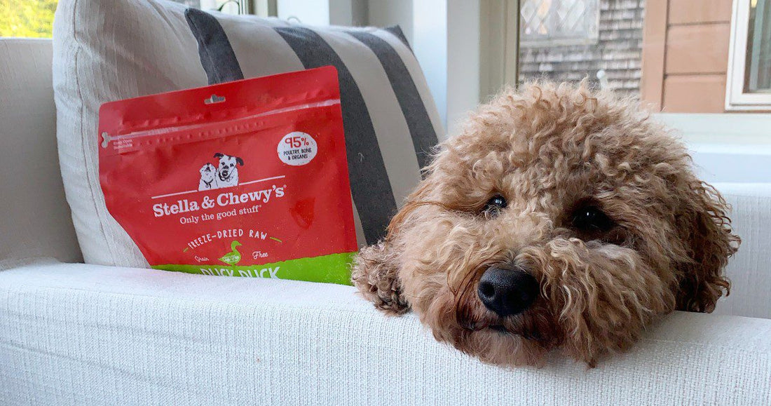 doodle laying on armrest with bag of food