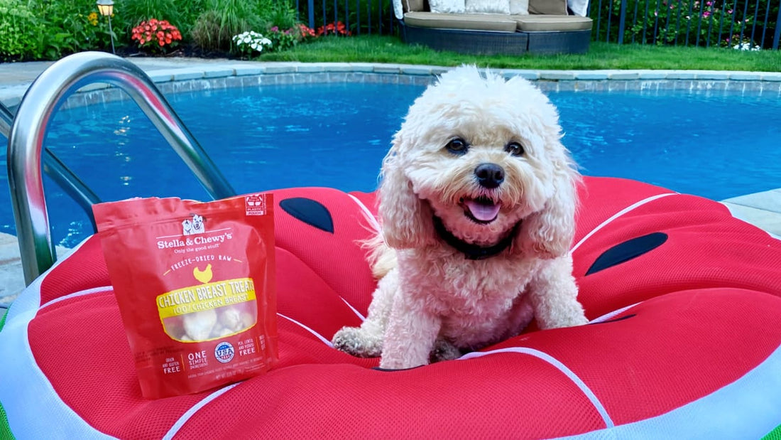 small white dog on pool floaty with treats