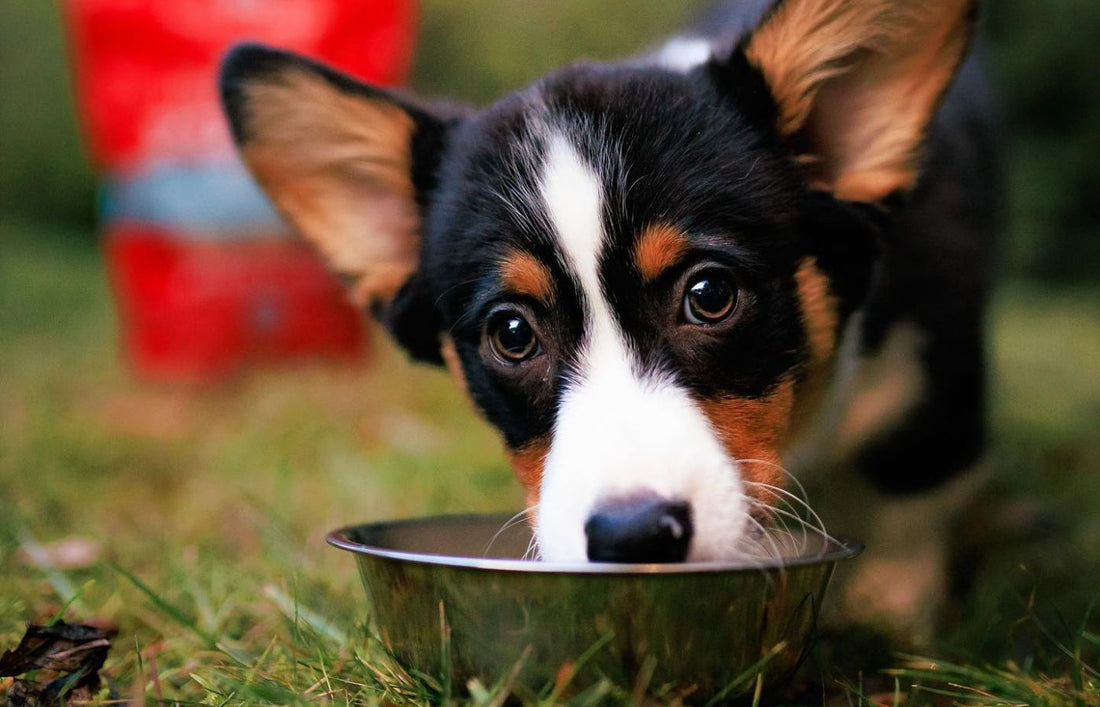 corgi puppy eating