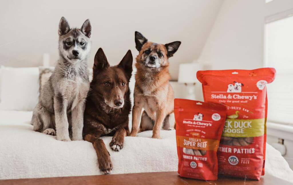 three dogs sitting on a couch looking at bags of food