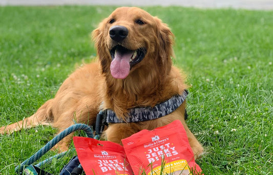 Golden Retriever relaxing on lawn after walking on a hot day