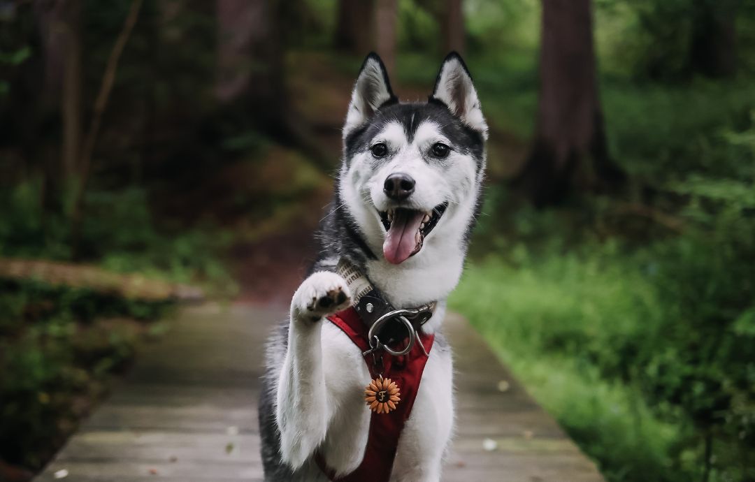 husky shaking its paw