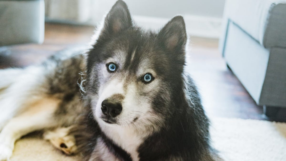 husky laying on a rug