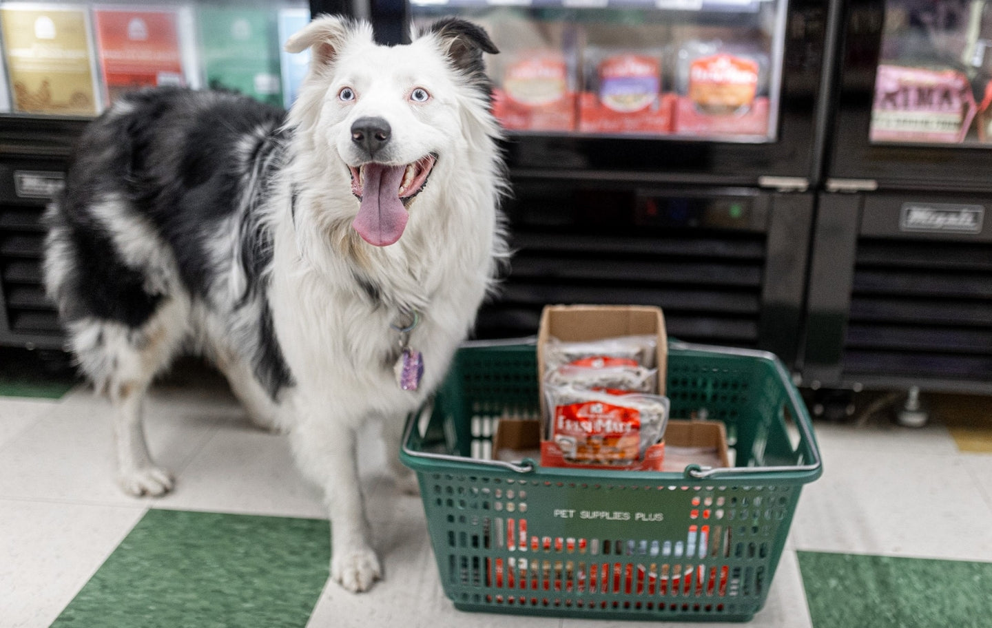 Fresh & Frozen Dog Food