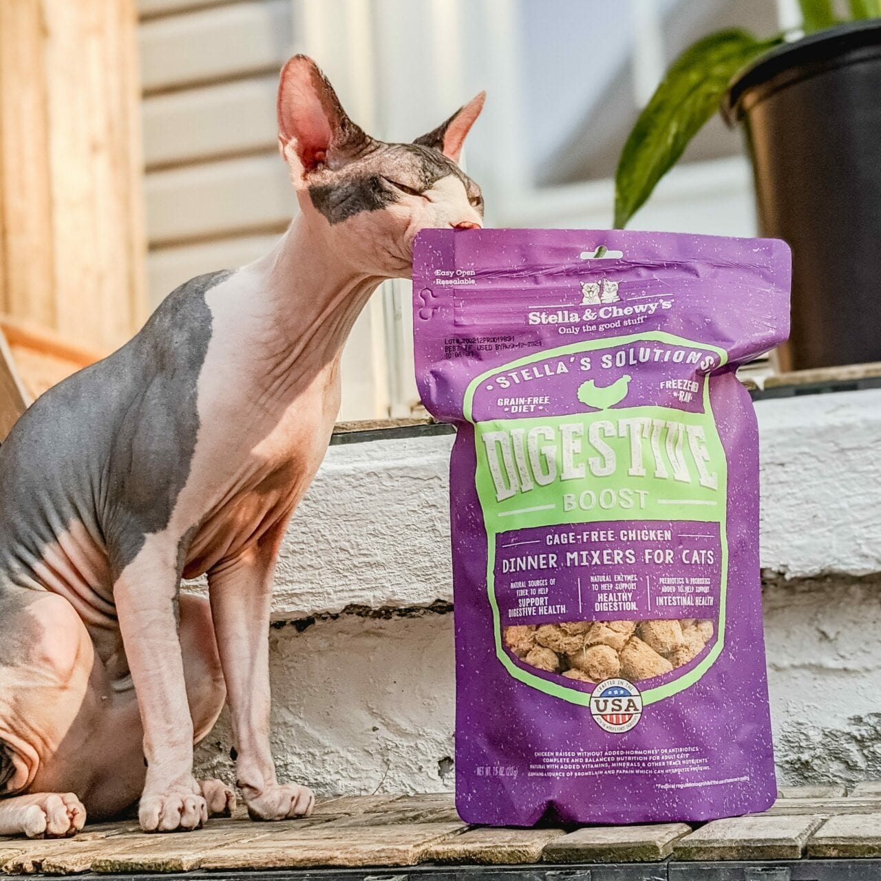 hairless cat with Stella's Solutions Digestive Boost