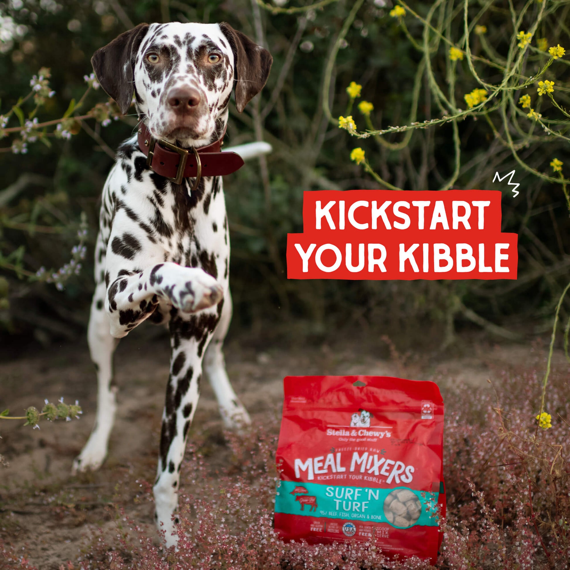 KICKSTART YOUR KIBBLE