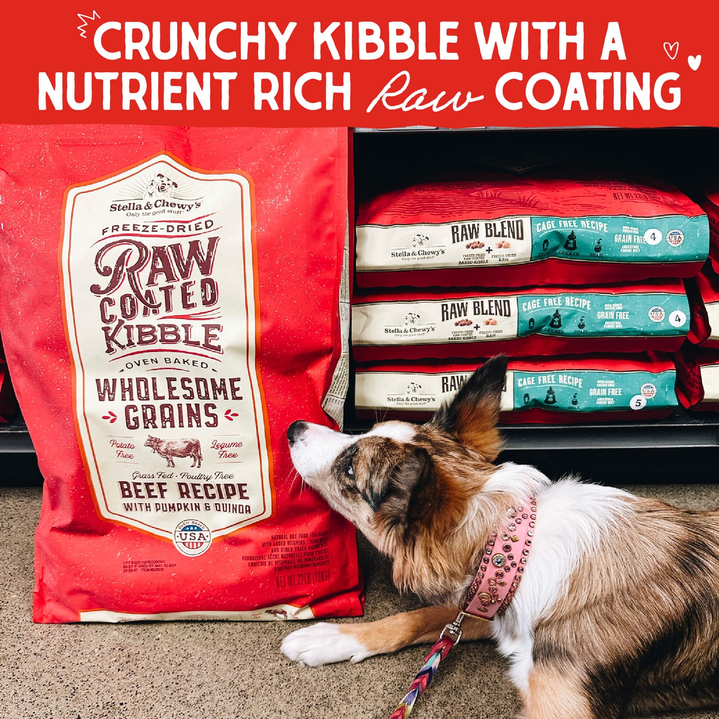 CRUNCH KIBBLE WITH A NUTRIENT RICH RAW COATING 