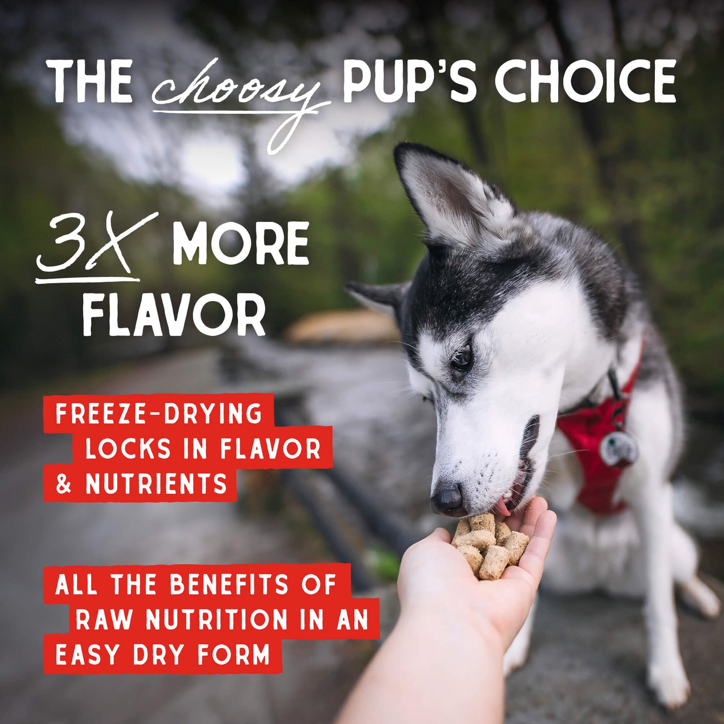 The choosy Pup's Choice | 3x More Flavor | Freeze-Drying Locks in Flavor & Nutrients | All the benefits of raw nutrition in an easy dry form