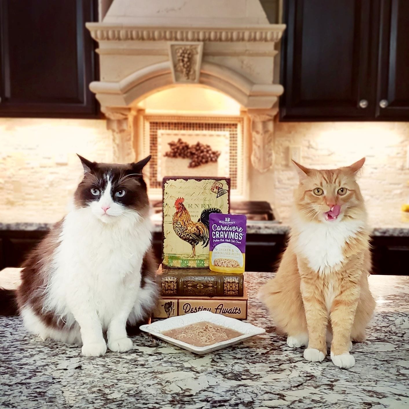 two cats, one licking their lips, sitting patiently with Carnivore Cravings Chicken and Chicken Liver Recipe